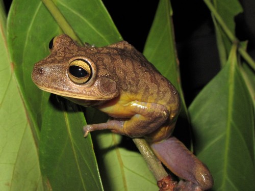 Serra do Bocaina Tree Frog, Bokermannohyla ahenea