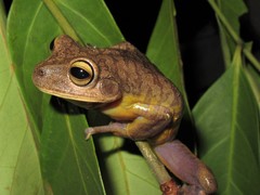 Bokermannohyla ahenea