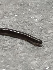 Ommatoiulus sabulosus