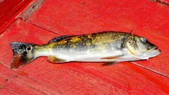 Cichla temensis