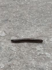 Ommatoiulus sabulosus