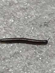 Ommatoiulus sabulosus