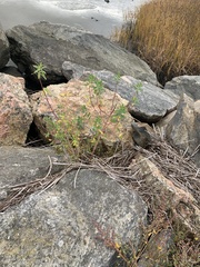 Euphorbia palustris