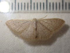 Idaea