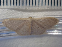 Idaea