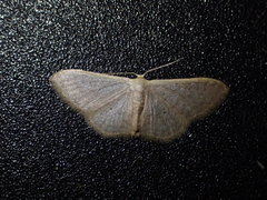 Idaea