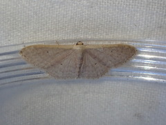Idaea