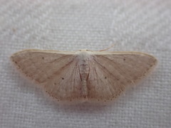 Idaea