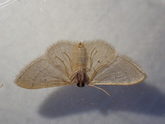 Idaea