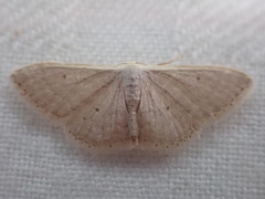 Idaea