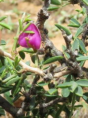 Indigofera denudata