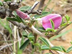 Indigofera denudata