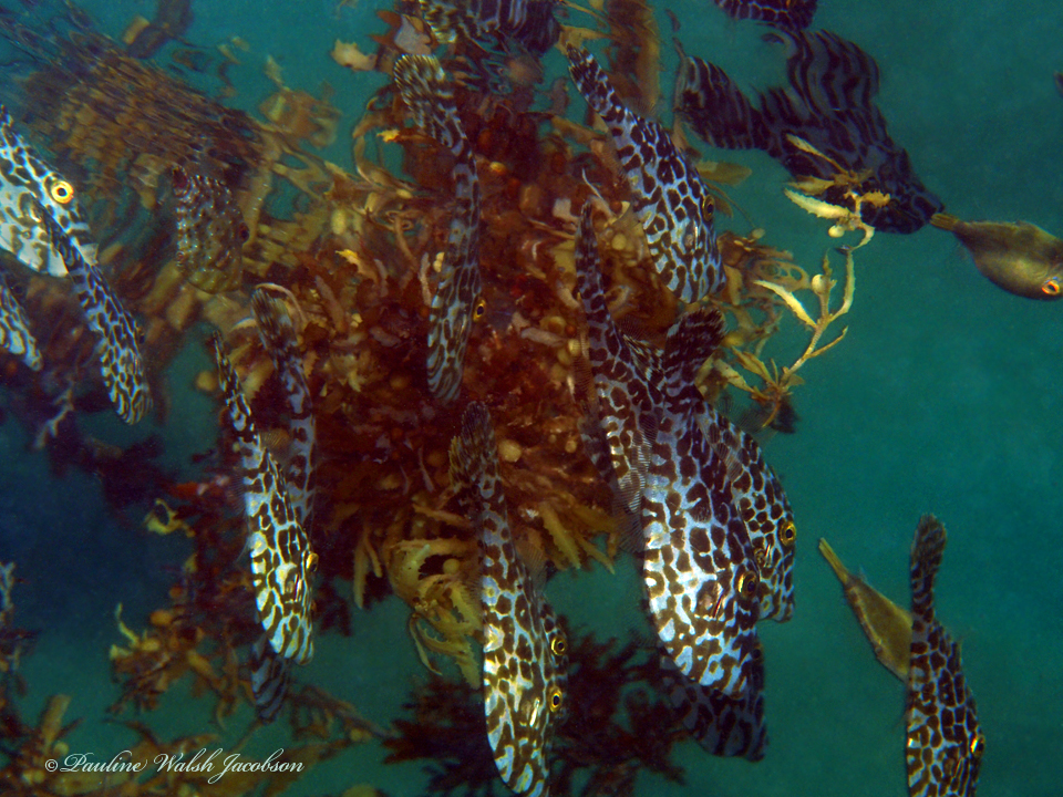 Leatherjacket