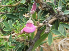 Indigofera denudata