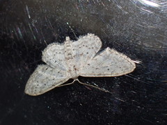 Idaea