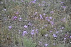 Colchicum laetum