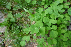 Laserpitium eliasii