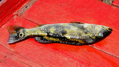 Cichla temensis