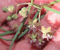 Asclepias brevipes