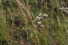 Jurinea multiflora
