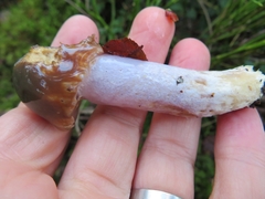 Cortinarius stillatitius