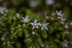 Sedum jaliscanum