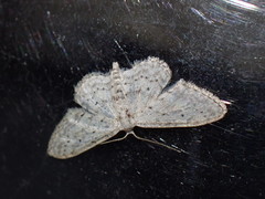Idaea