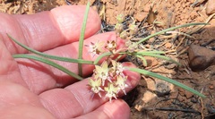 Asclepias brevipes