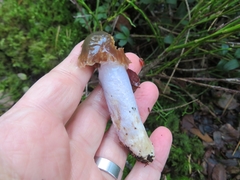 Cortinarius stillatitius