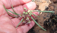 Asclepias brevipes