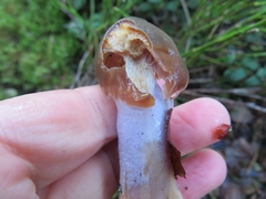 Cortinarius stillatitius
