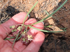 Asclepias brevipes