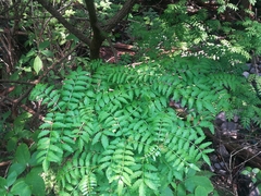 Zanthoxylum piperitum