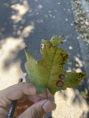 Calonectria