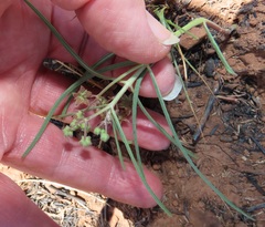 Asclepias brevipes