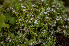 Sedum jaliscanum