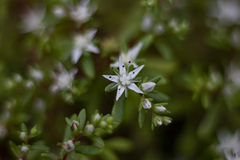 Sedum jaliscanum
