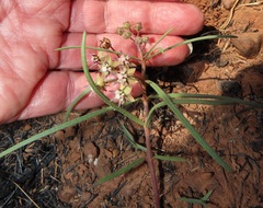 Asclepias brevipes