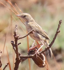 Cisticolidae