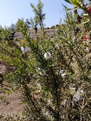 Baccharis linearis