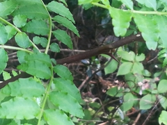 Zanthoxylum piperitum