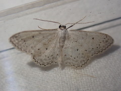 Idaea