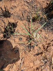 Asclepias brevipes