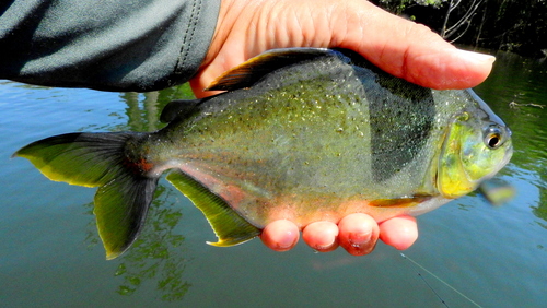 Lobetooth piranha (Pygopristis denticulata) — Serrasalmidae — 3