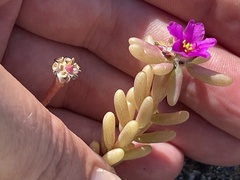Portulaca californica