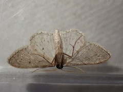 Idaea
