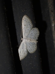 Idaea