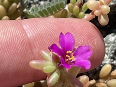 Portulaca californica