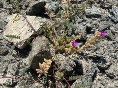 Portulaca californica