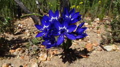 Codonorhiza elandsmontana